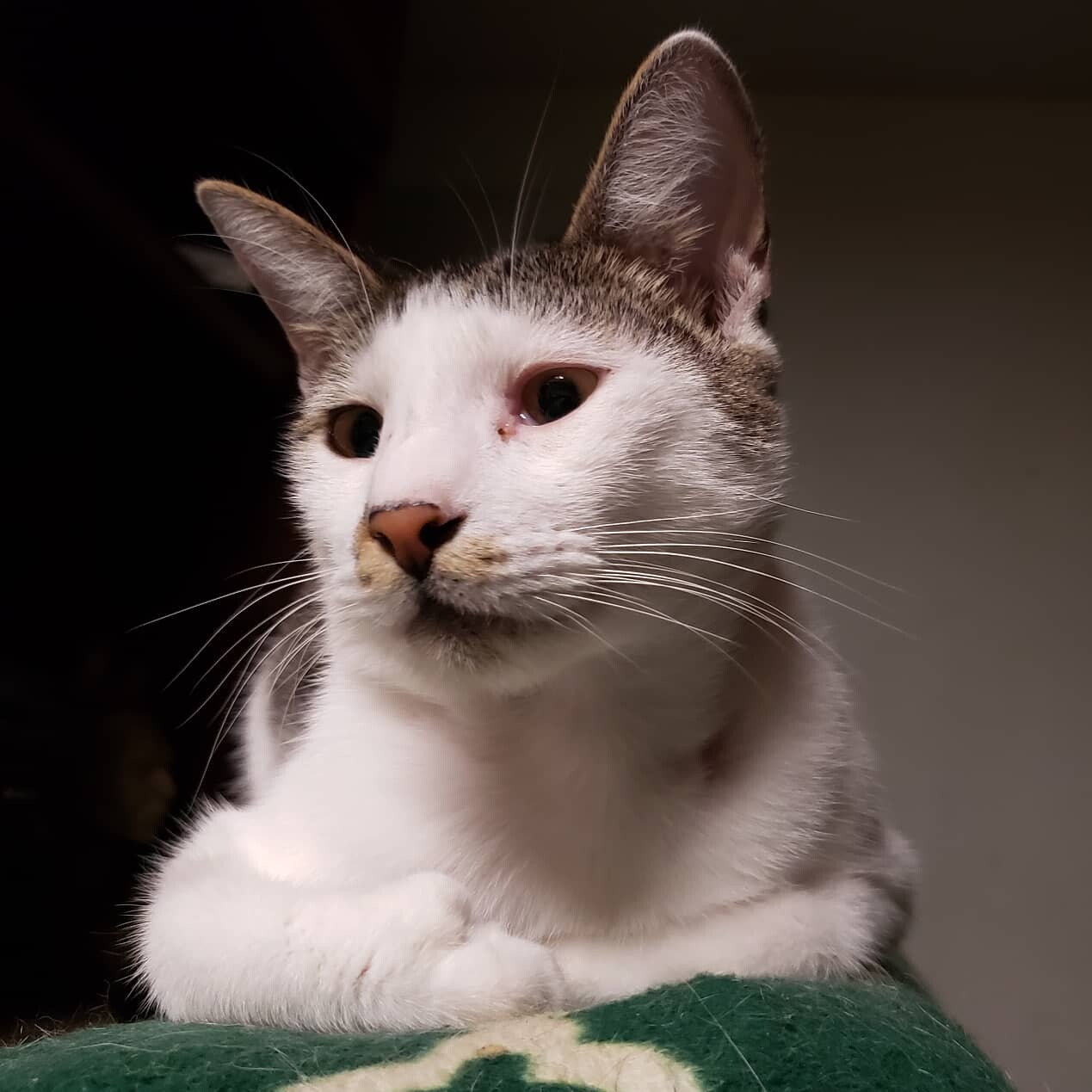 Enlarge Hup - Needs Home & Sponsors!, a Adoptable mixed breed in Sunset, LA image 3/12