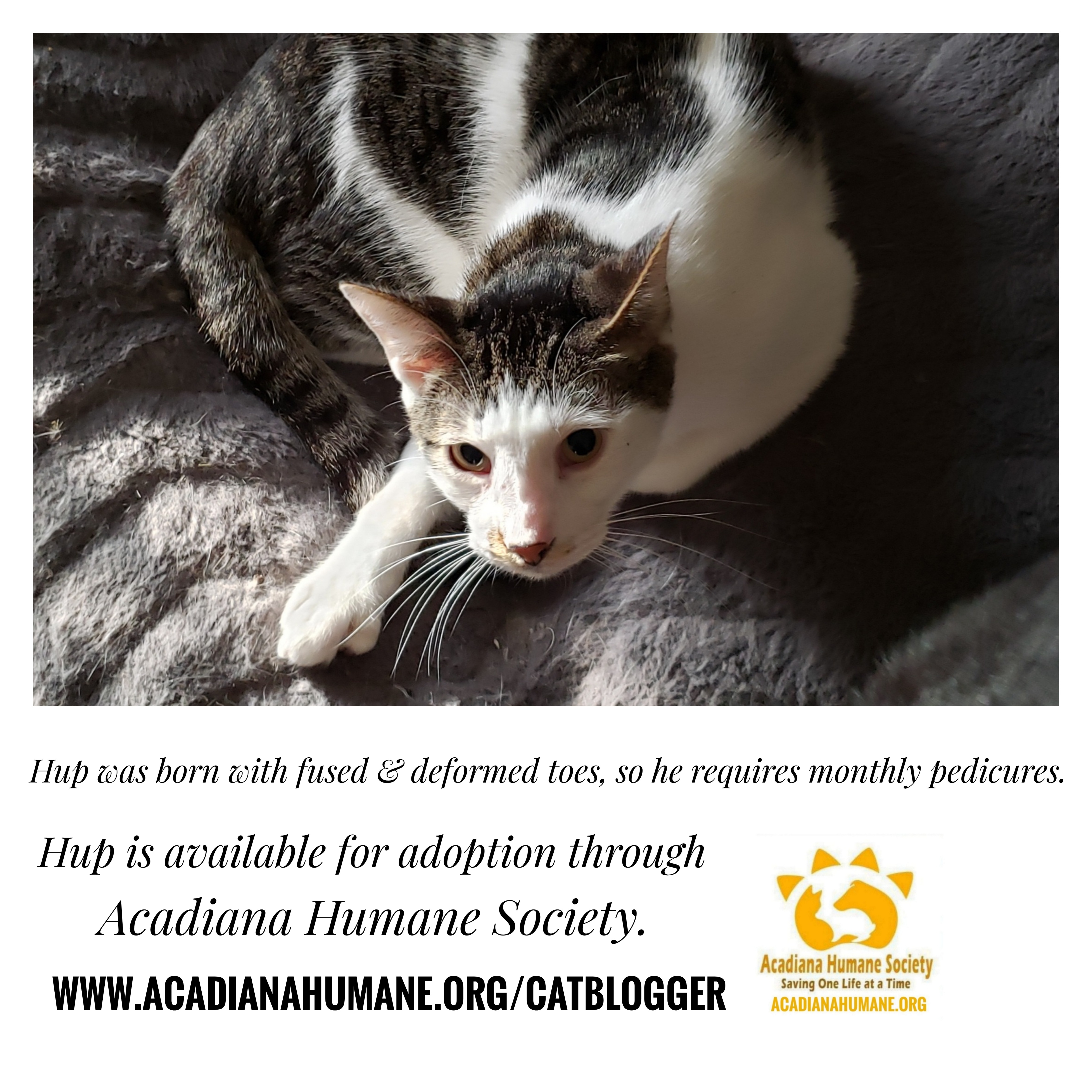 Enlarge Hup - Needs Home & Sponsors!, a Adoptable mixed breed in Sunset, LA image 5/12