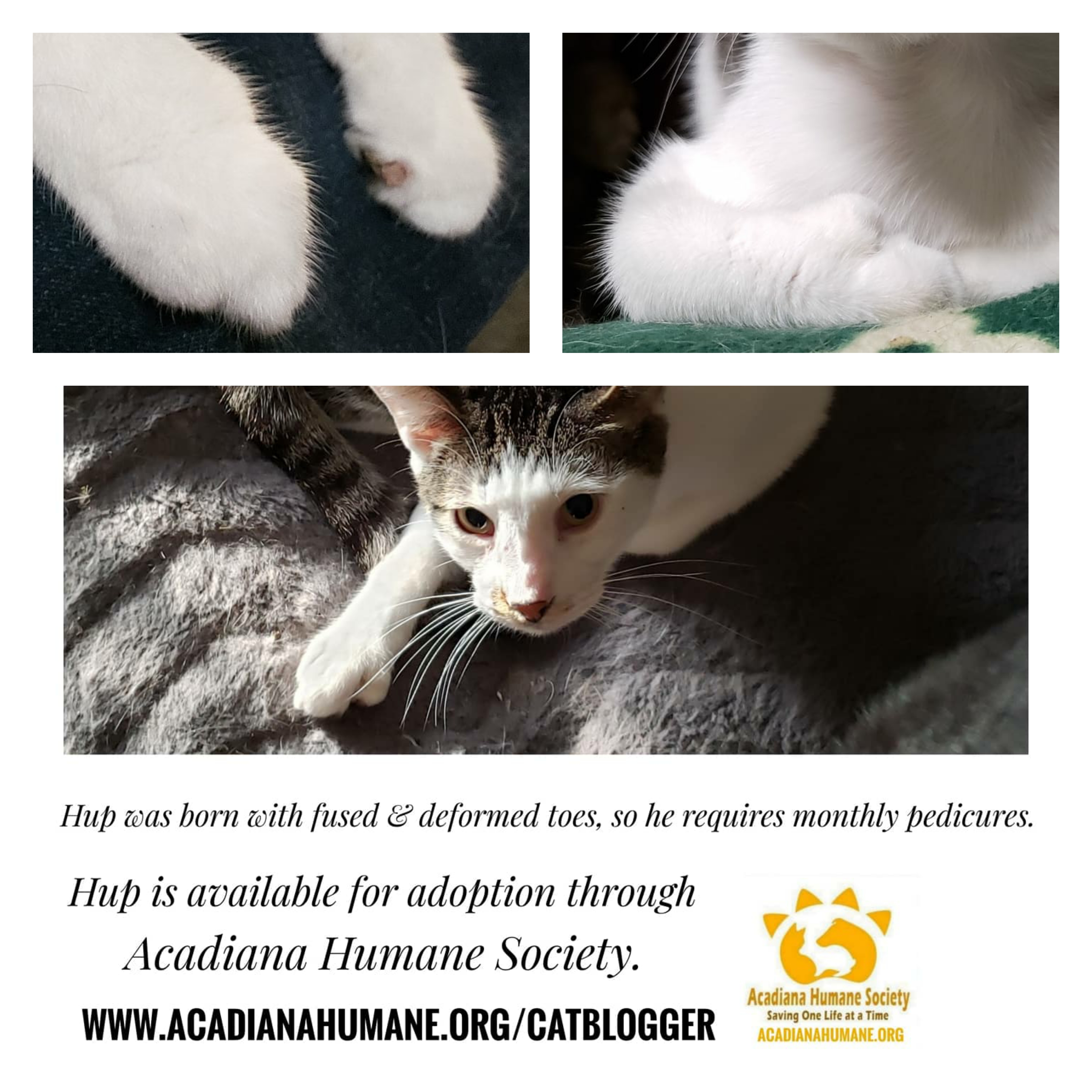 Enlarge Hup - Needs Home & Sponsors!, a Adoptable mixed breed in Sunset, LA image 6/12