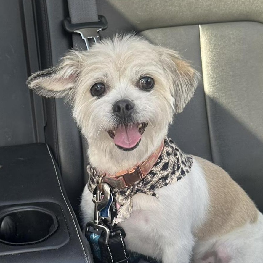 Daisy Sassy - local gal, an adopted mixed breed in Andover, MA image 1/5