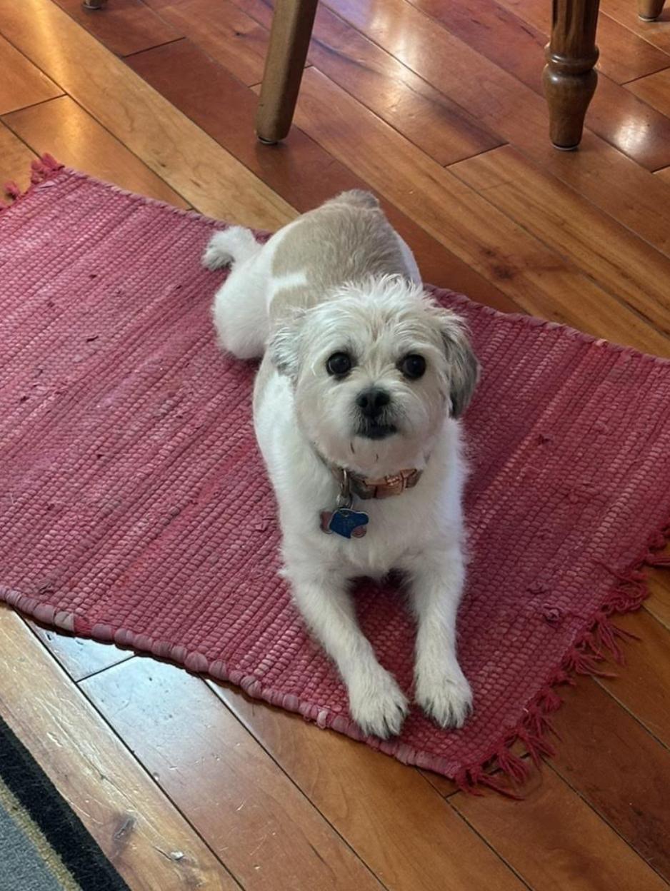Daisy Sassy - local gal, an adopted mixed breed in Andover, MA image 2/5