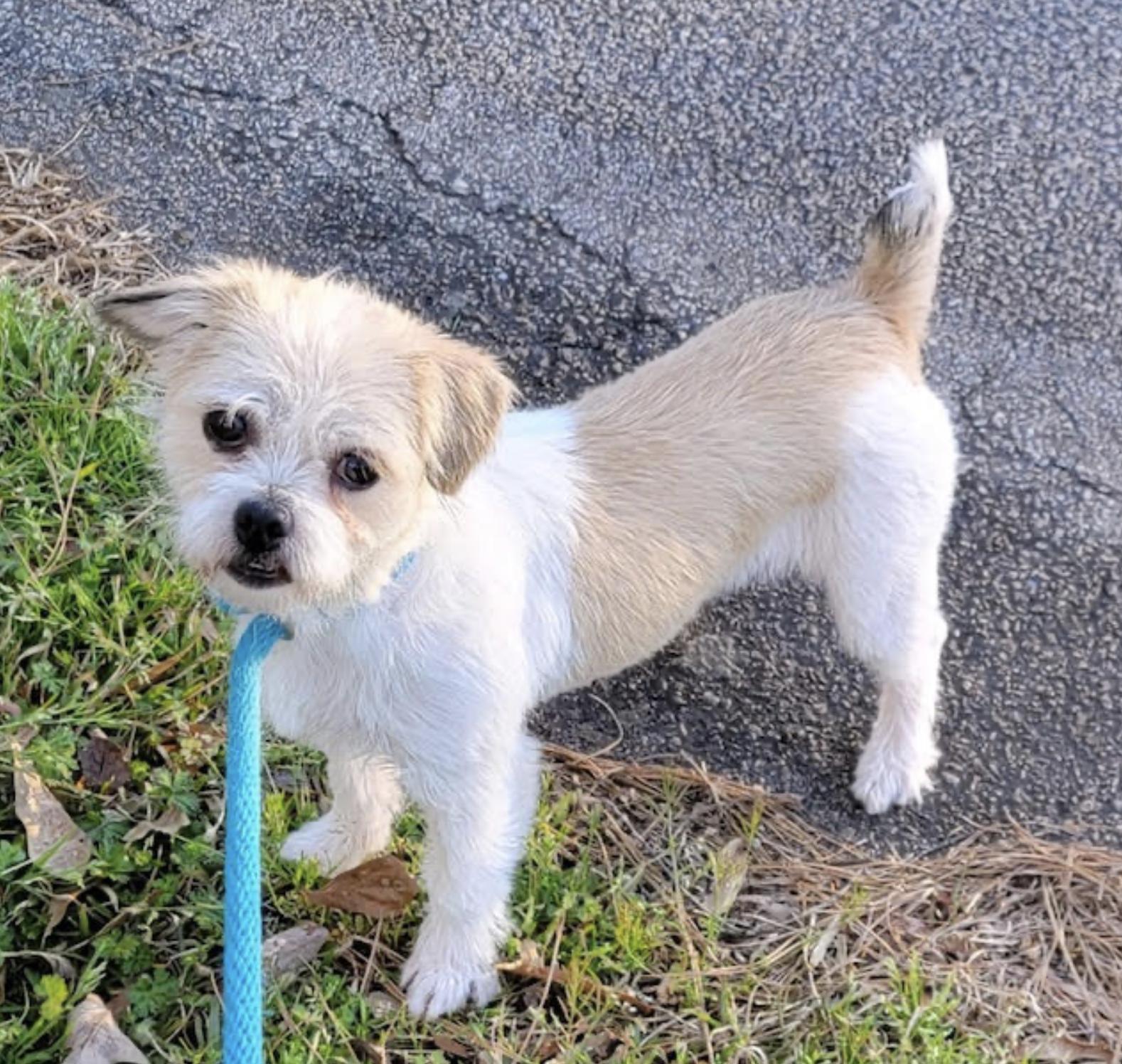 Daisy Sassy - local gal, an adopted mixed breed in Andover, MA image 3/5
