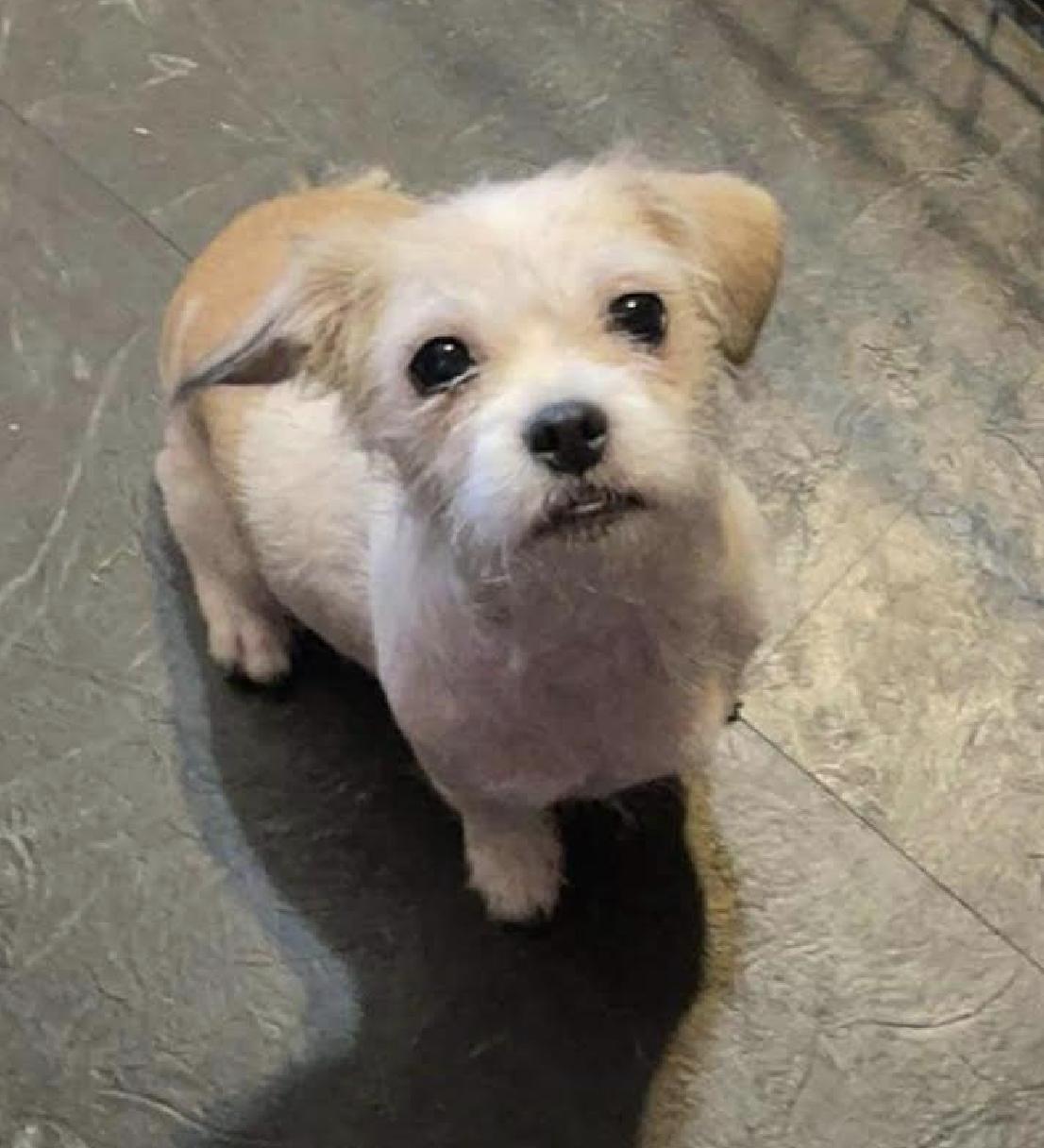 Daisy Sassy - local gal, an adopted mixed breed in Andover, MA image 4/5
