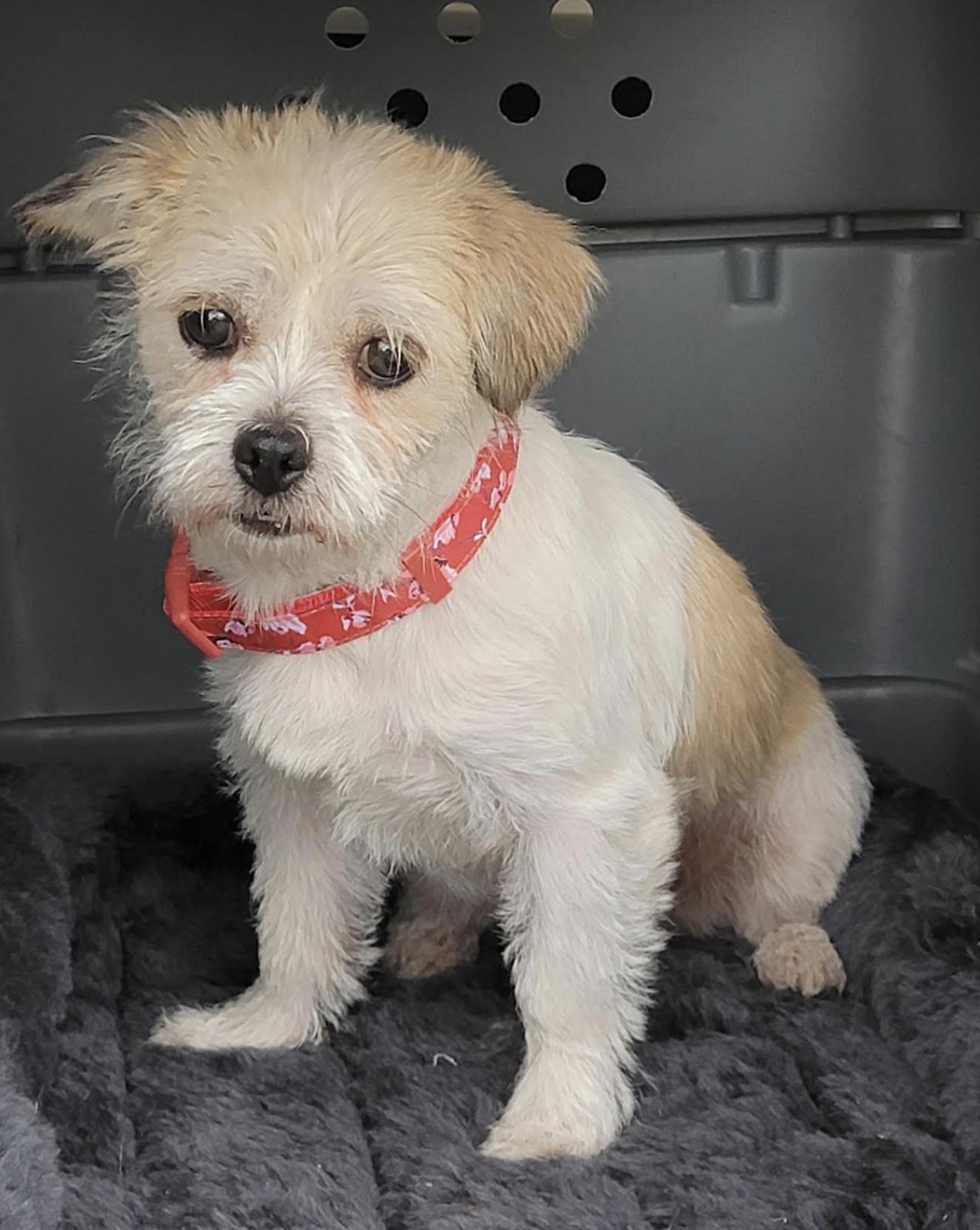 Daisy Sassy - local gal, an adopted mixed breed in Andover, MA image 5/5