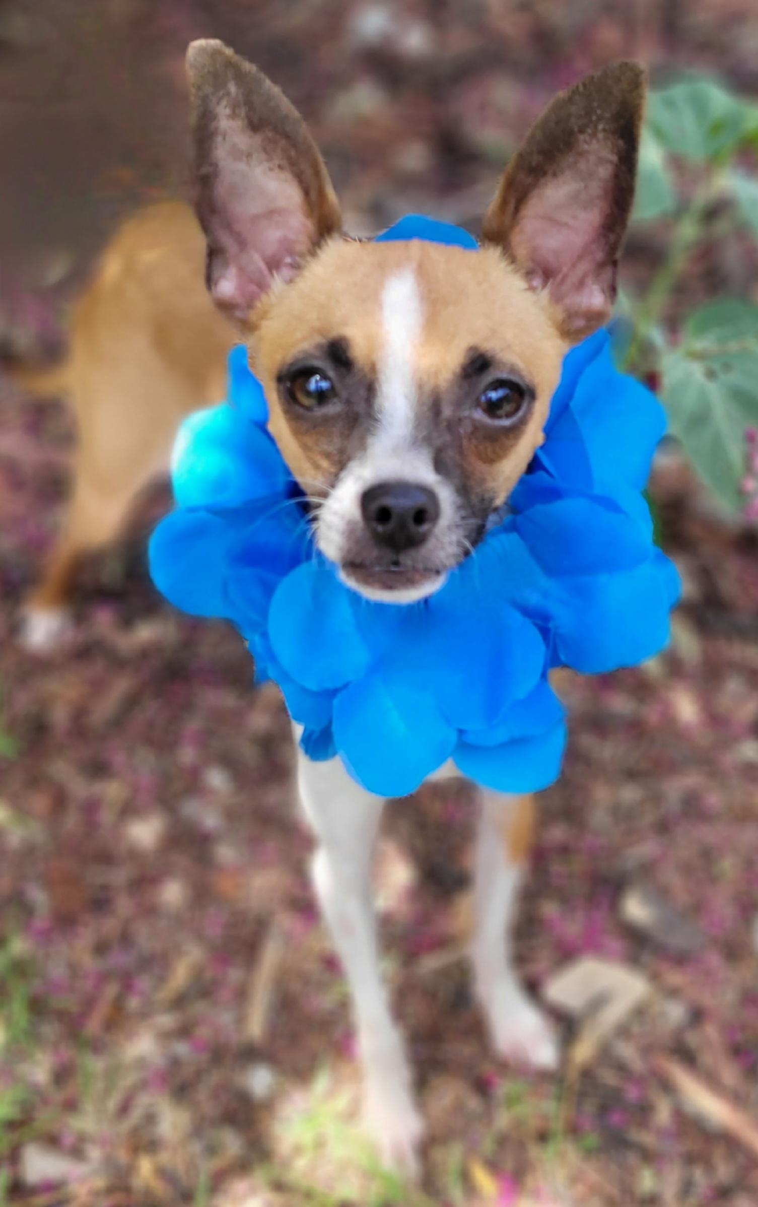 Herbie, a ADOPTABLE Chihuahua in Vernon, TX image 3/5
