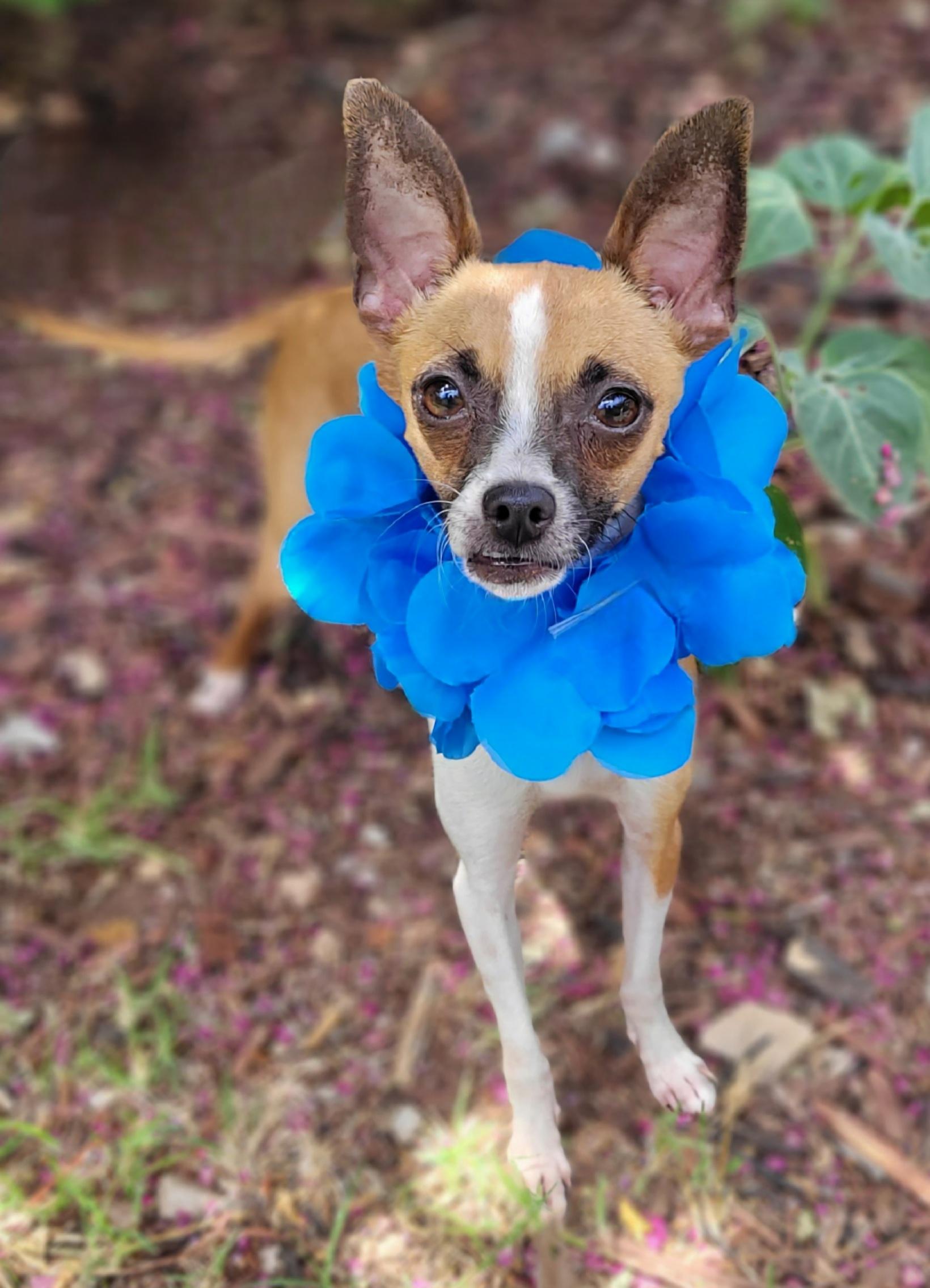 Herbie, a ADOPTABLE Chihuahua in Vernon, TX image 1/5