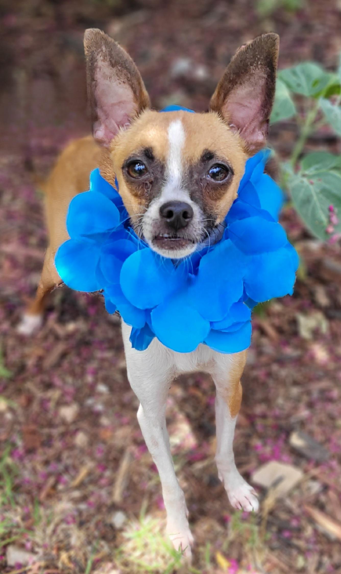 Herbie, a ADOPTABLE Chihuahua in Vernon, TX image 4/5