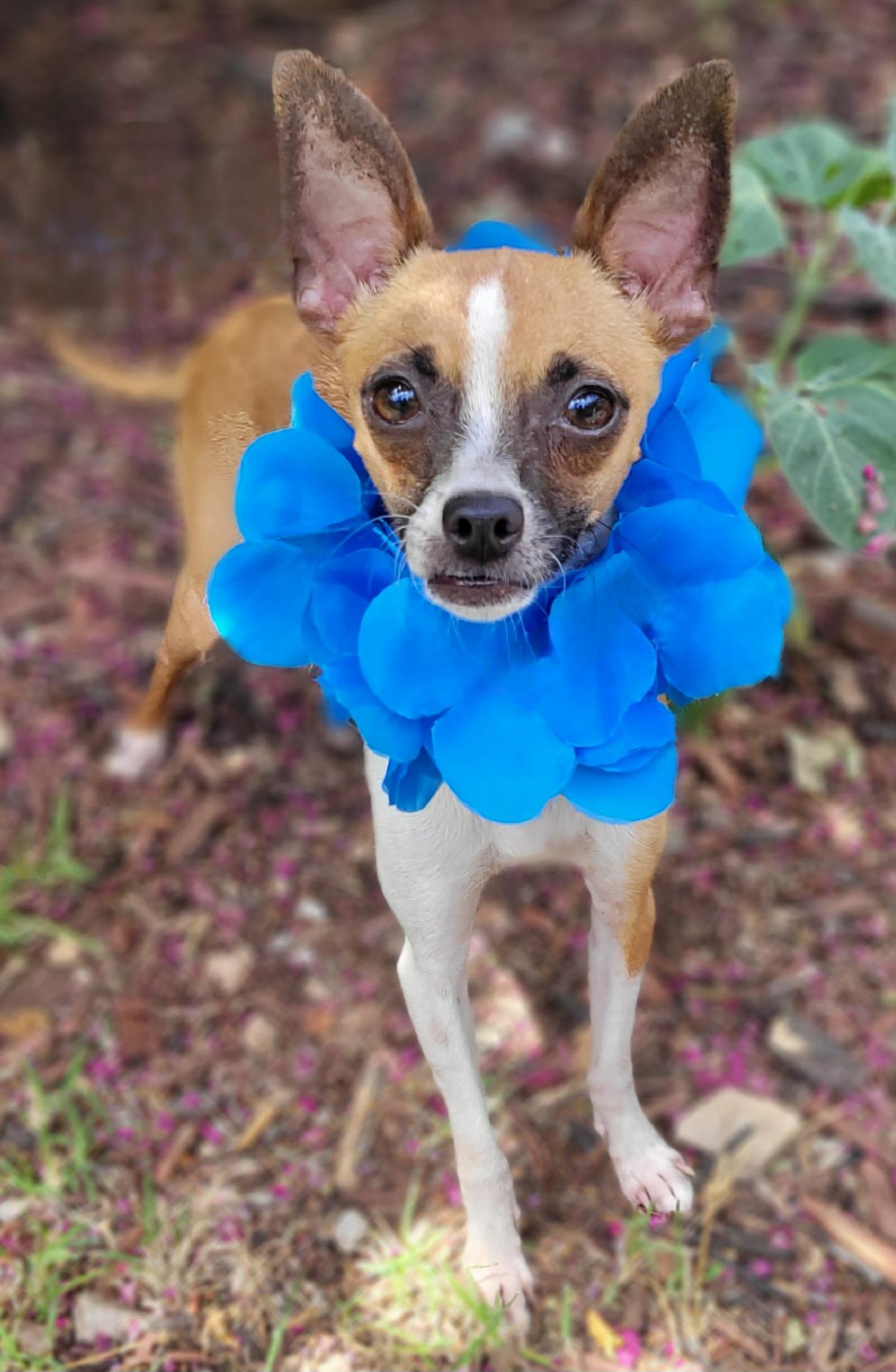 Herbie, a ADOPTABLE Chihuahua in Vernon, TX image 2/5