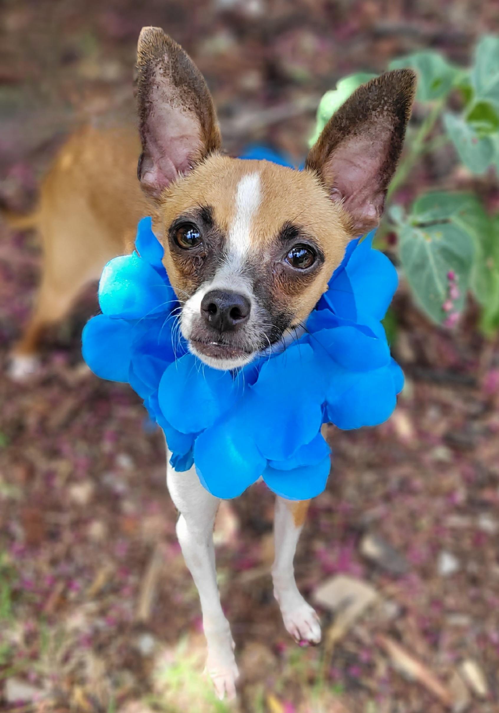 Herbie, a ADOPTABLE Chihuahua in Vernon, TX image 5/5
