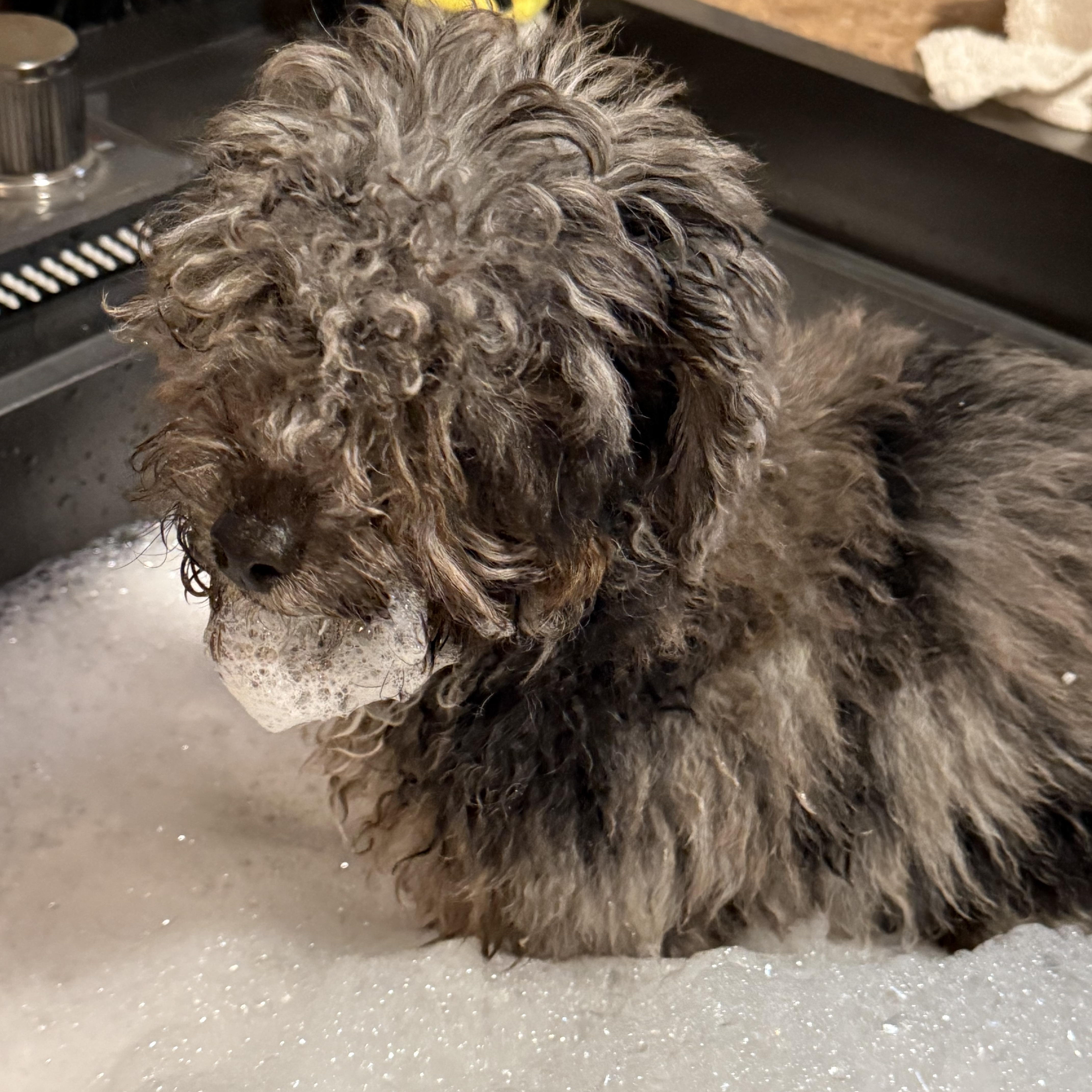 Enlarge Tuff, a Adoptable Miniature Poodle in Lakehead, CA image 2/5