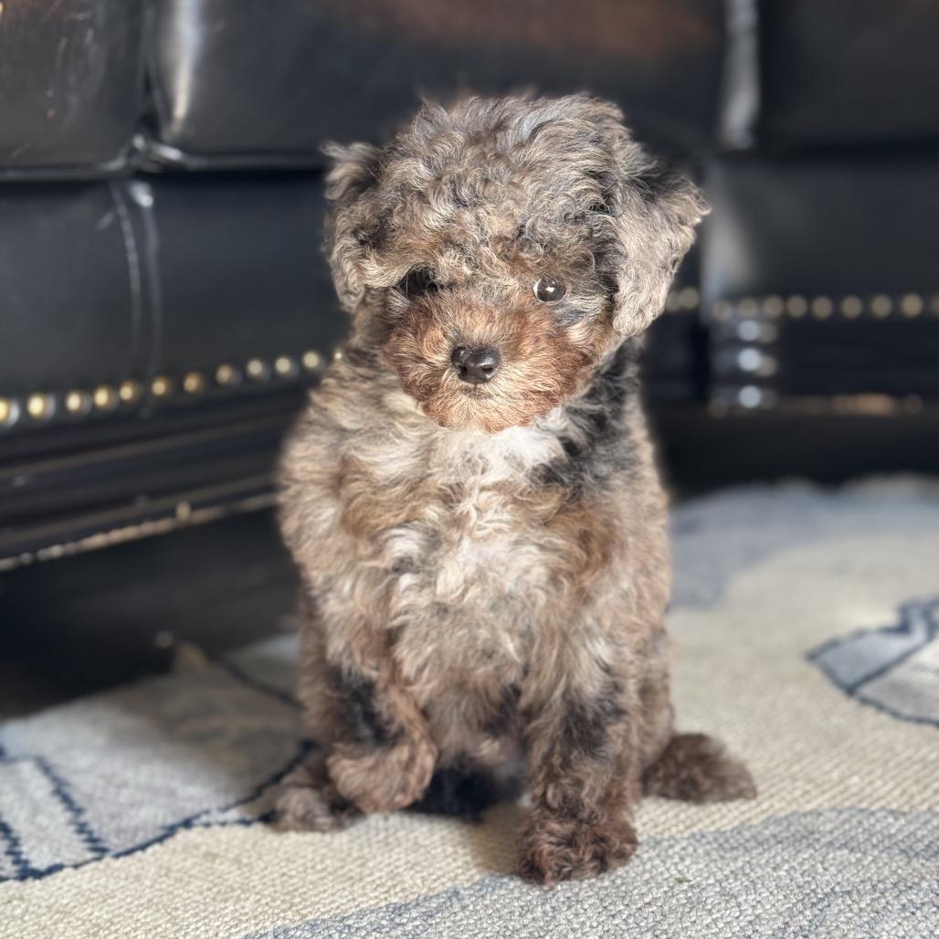 Enlarge Tuff, a Adoptable Miniature Poodle in Lakehead, CA image 5/5