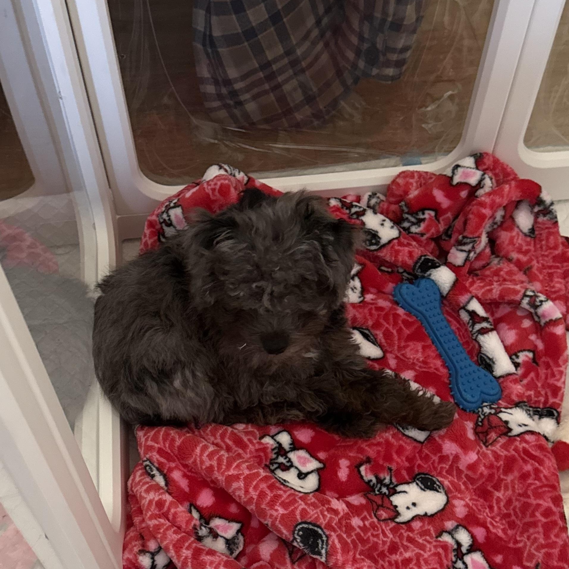 Enlarge Tuff, a Adoptable Miniature Poodle in Lakehead, CA image 4/5
