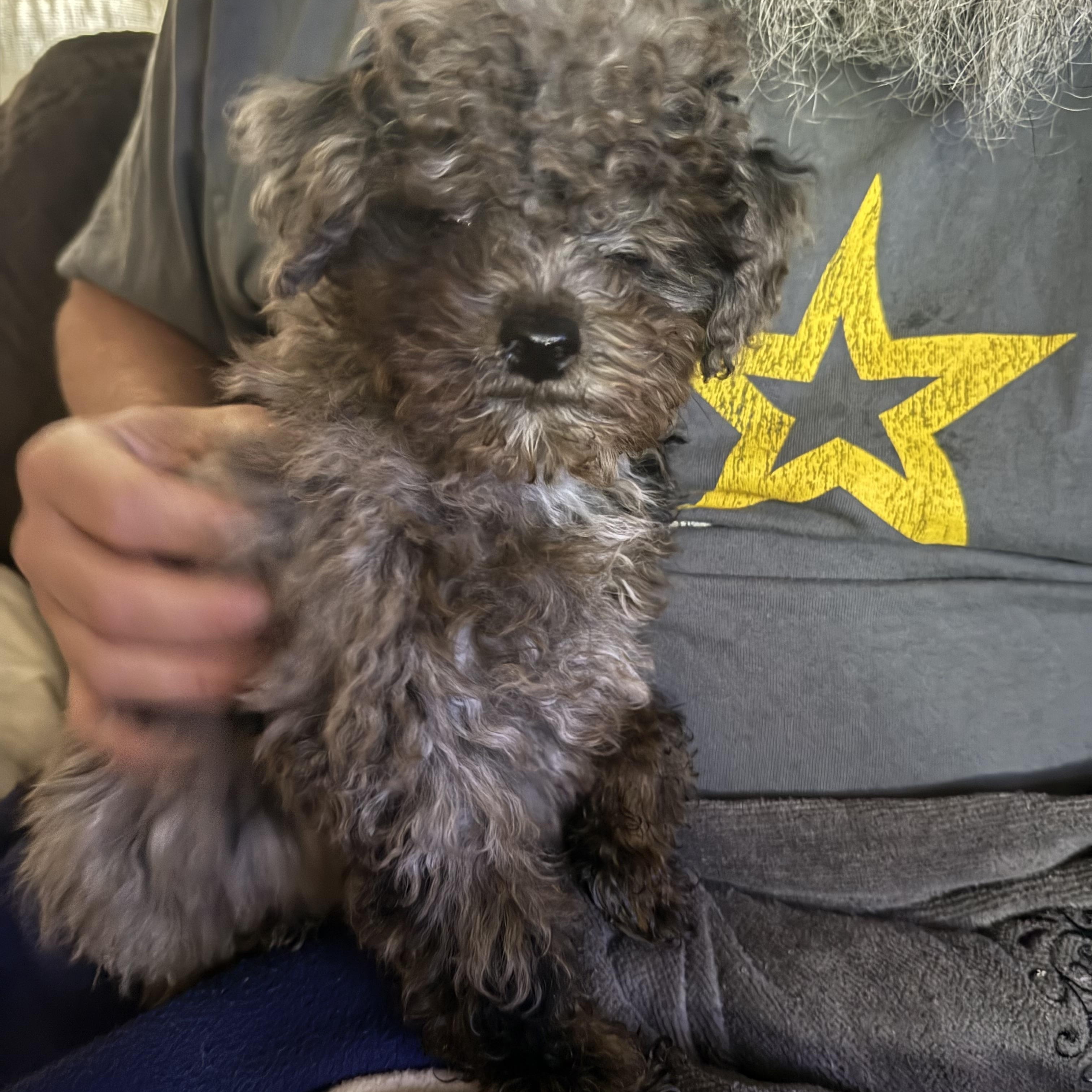 Tuff, Adoptable, Puppy Male Miniature Poodle.