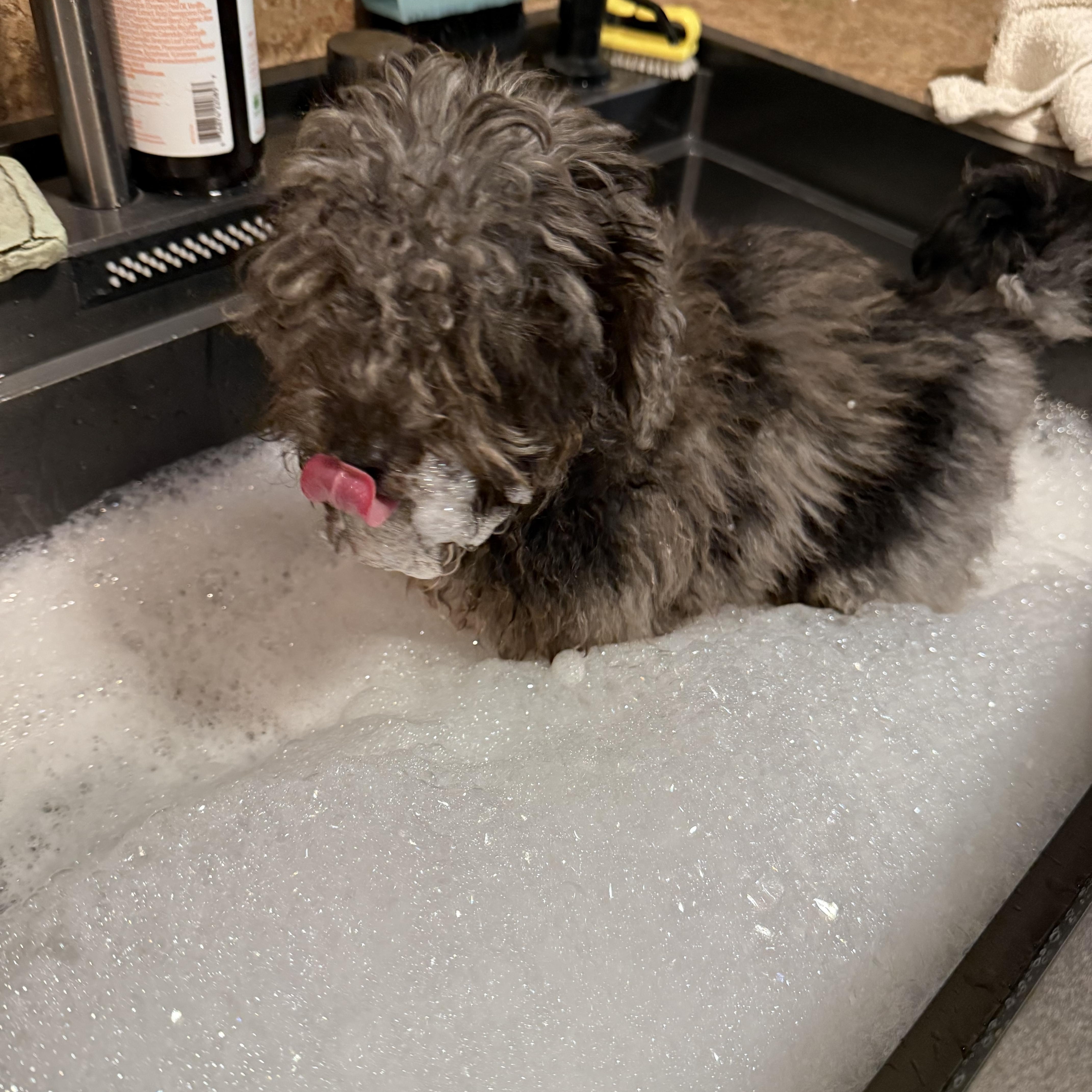 Enlarge Tuff, a Adoptable Miniature Poodle in Lakehead, CA image 3/5
