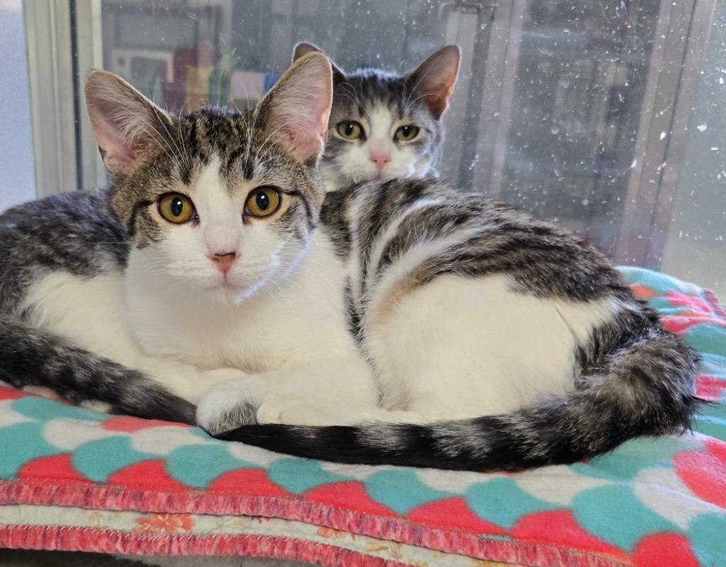 Jupiter, Adoptable, Young Male Domestic Short Hair.