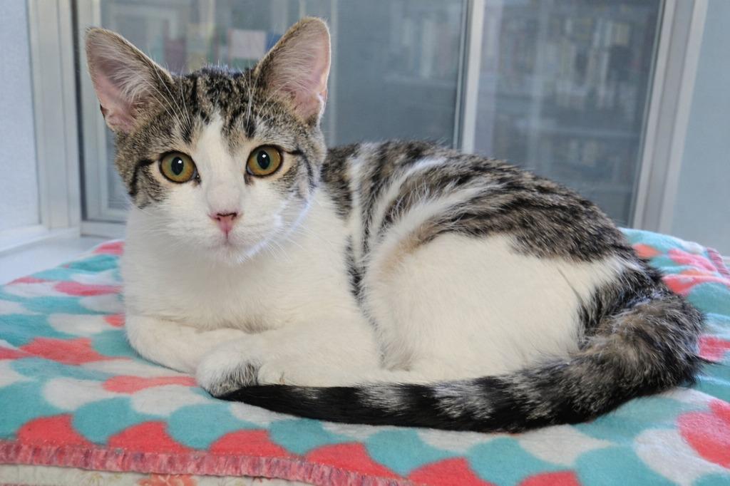 Jupiter, Adoptable, Young Male Domestic Short Hair.