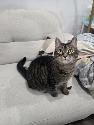 Daisy, Adoptable, Adult Female Domestic Short Hair & Domestic Short Hair.