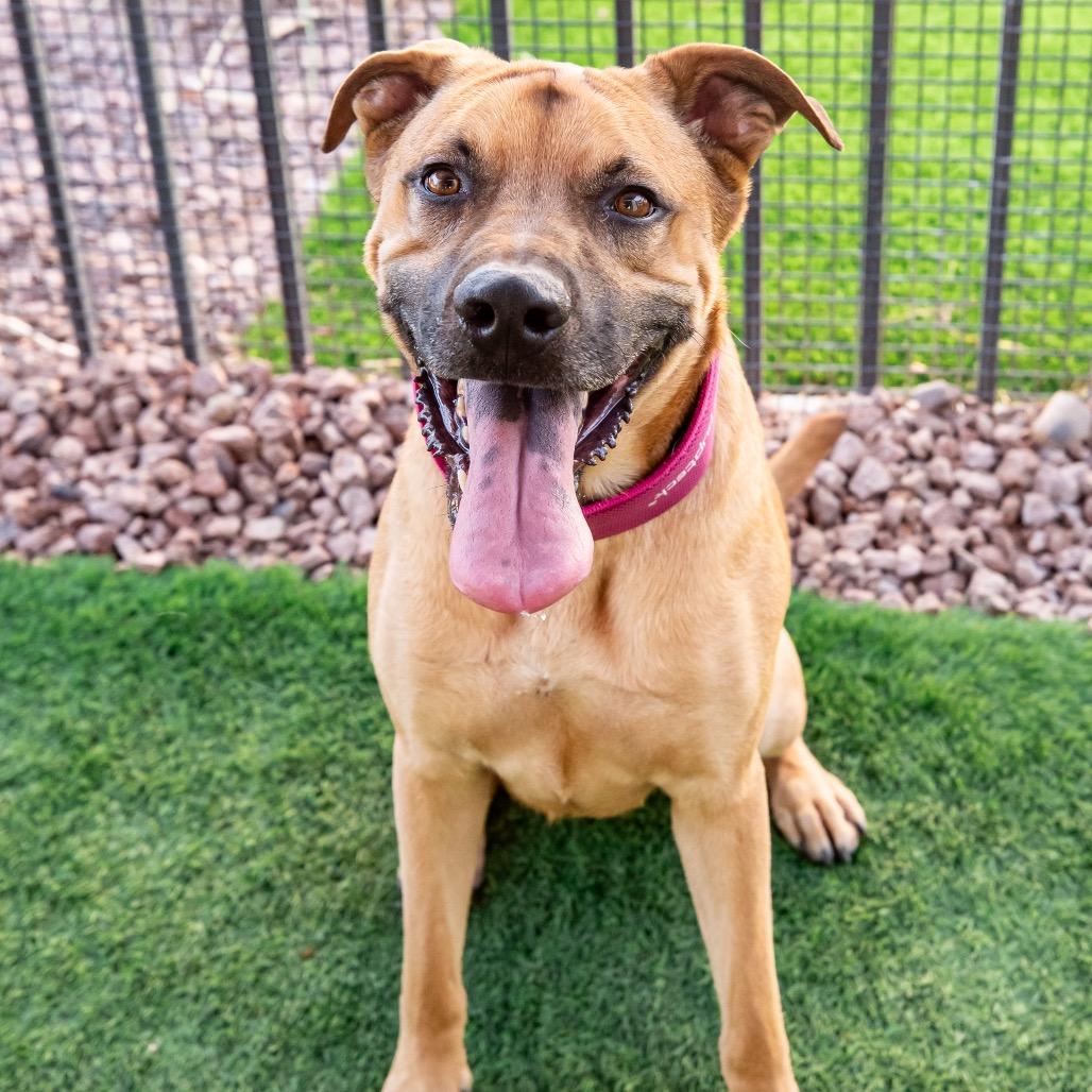 Medusa Ziegenhagen, Adoptable, Adult Female Shepherd & Mixed Breed.