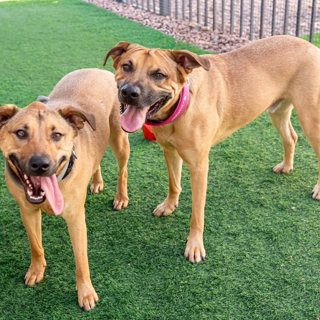 Medusa Ziegenhagen, a Adoptable mixed breed in Las Vegas, NV image 2/6