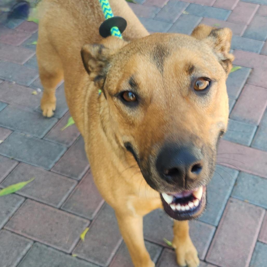 Enlarge Medusa Ziegenhagen, a Adoptable mixed breed in Las Vegas, NV image 1/3
