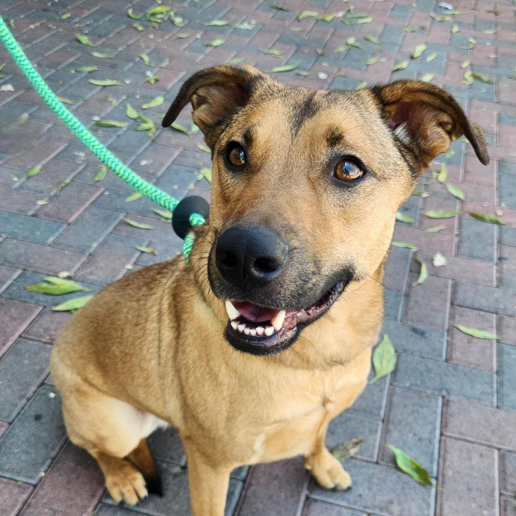 Enlarge Medusa Ziegenhagen, a Adoptable mixed breed in Las Vegas, NV image 2/3
