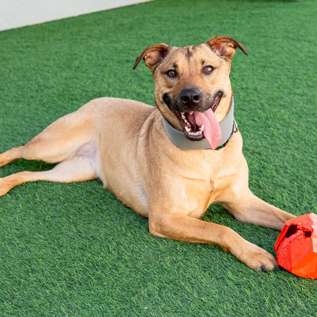Medusa Ziegenhagen, a Adoptable mixed breed in Las Vegas, NV image 5/6
