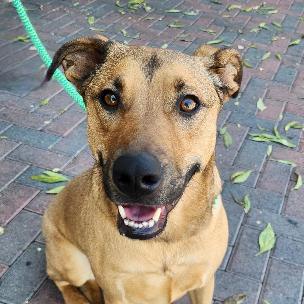Enlarge Medusa Ziegenhagen, a Adoptable mixed breed in Las Vegas, NV image 3/3