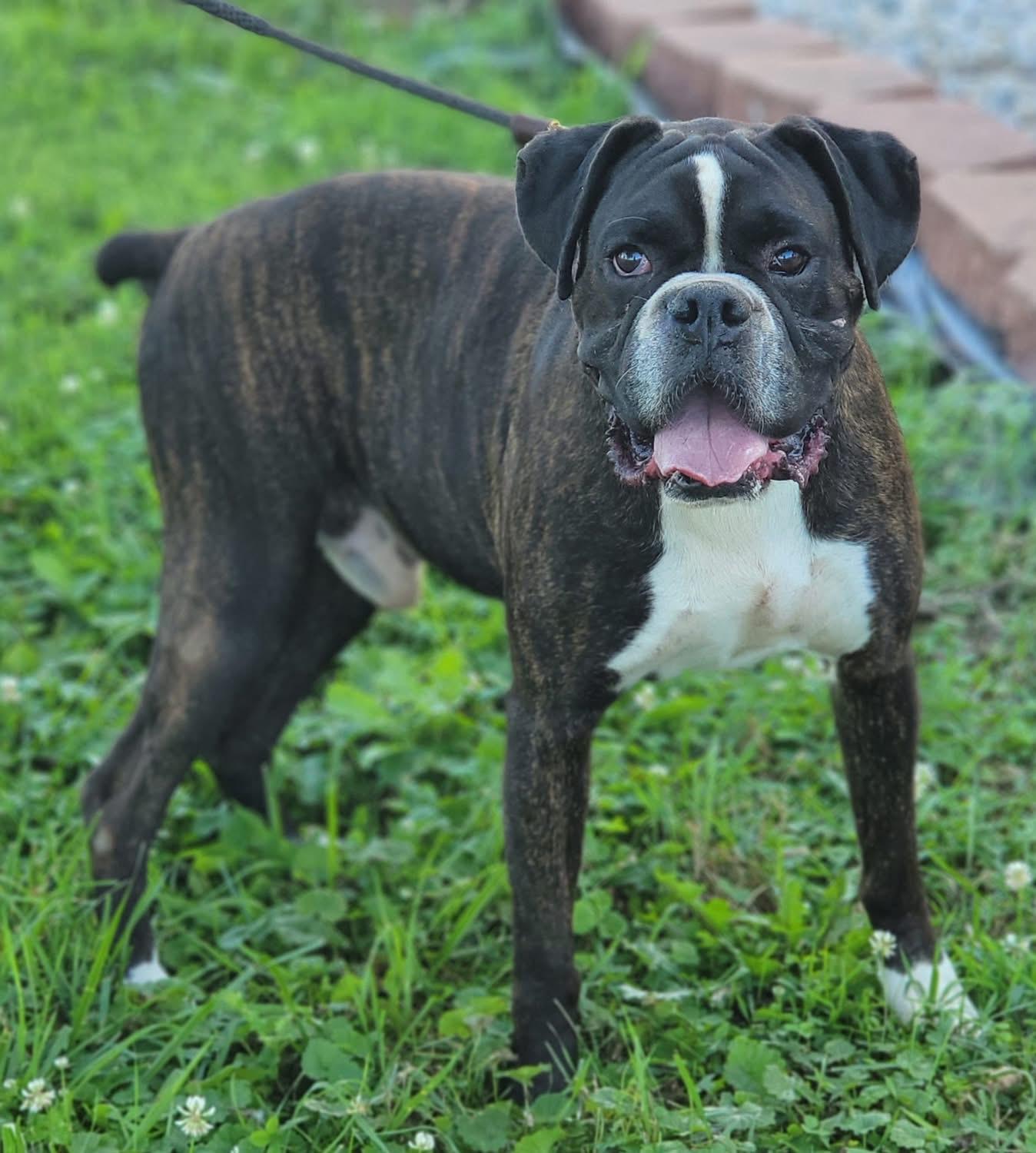 Smoke, adopted, Adult Male Boxer.