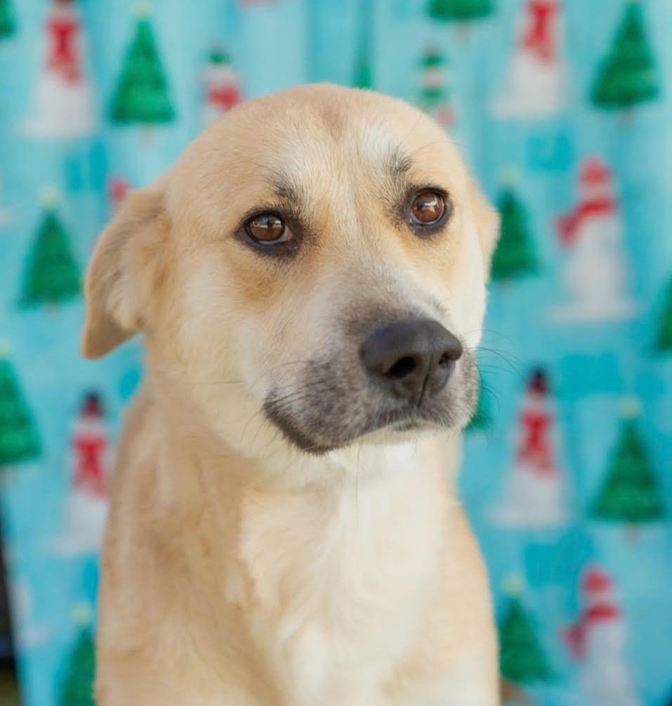 Enlarge Amy, a Adoptable mixed breed in North Syracuse, NY image 2/2