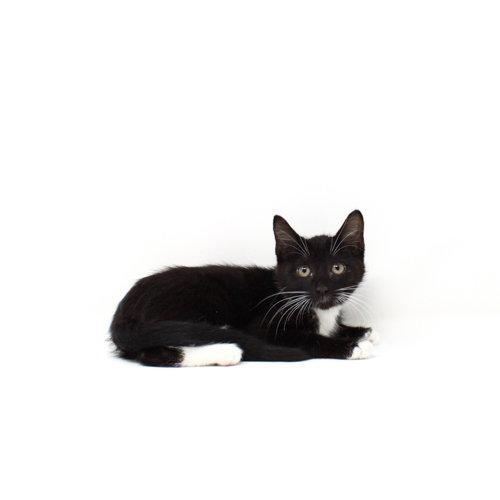 Pagoda, Adoptable, Kitten Female Domestic Short Hair.