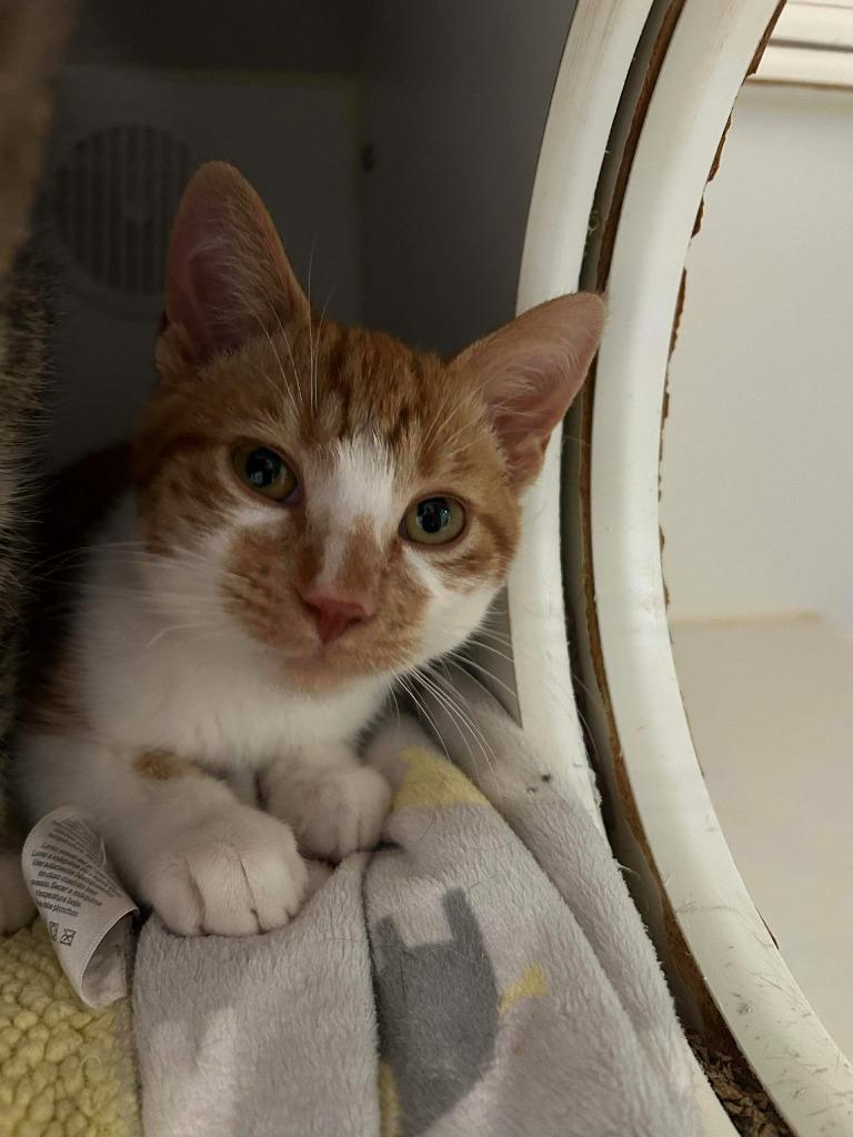 DW Fishy, Adoptable, Kitten Male Domestic Short Hair.