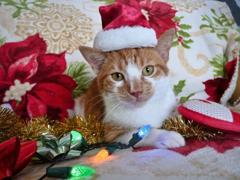 Enlarge DW Fishy, a Adoptable mixed breed in Ashland, WI image 2/5