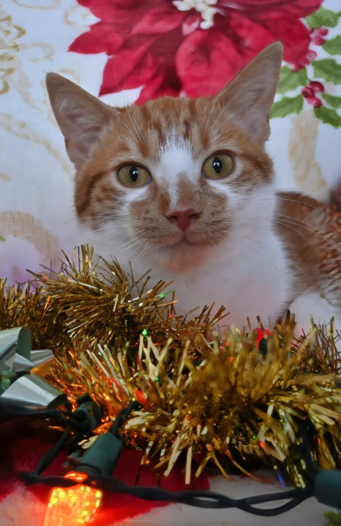 Enlarge DW Fishy, a Adoptable mixed breed in Ashland, WI image 3/5