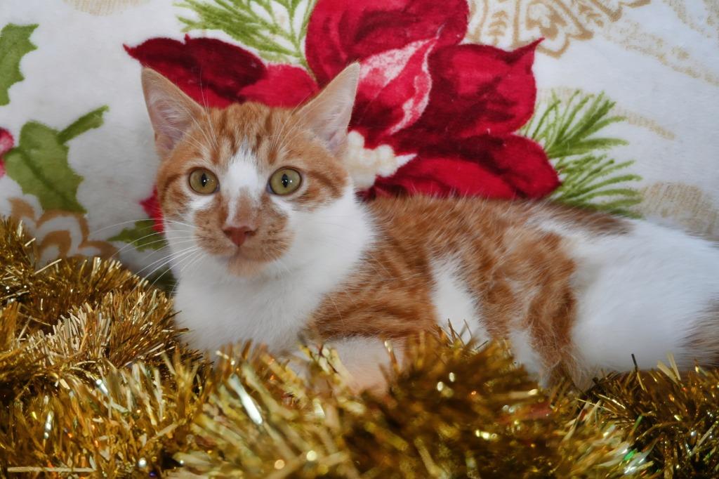 Enlarge DW Fishy, a Adoptable mixed breed in Ashland, WI image 4/5