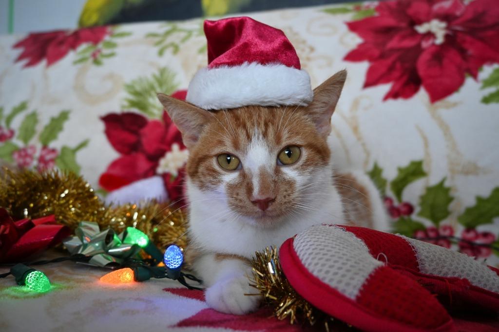 Enlarge DW Fishy, a Adoptable mixed breed in Ashland, WI image 5/5