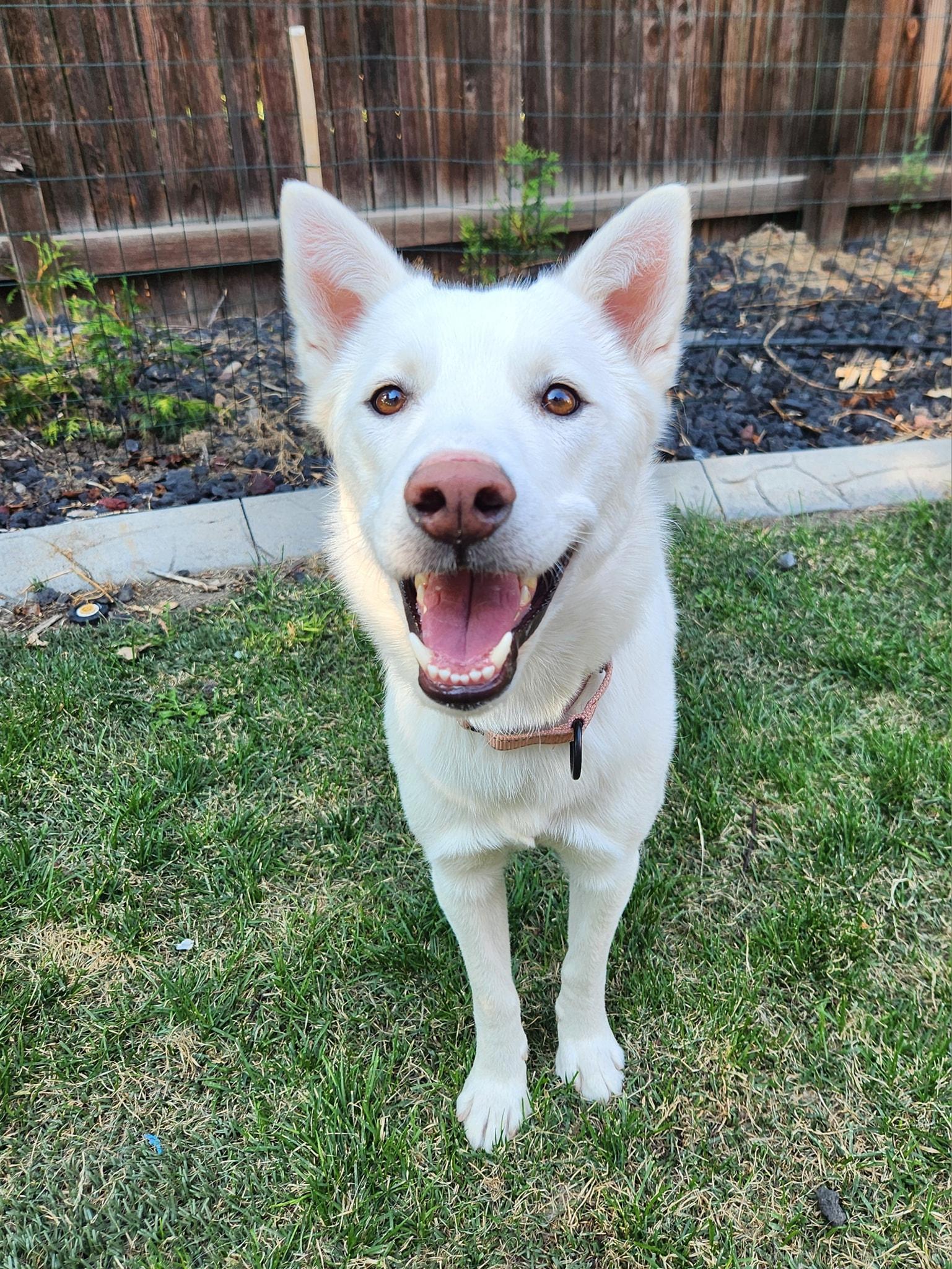 Enlarge Poppy, a Adoptable Siberian Husky in Denver, CO image 1/4