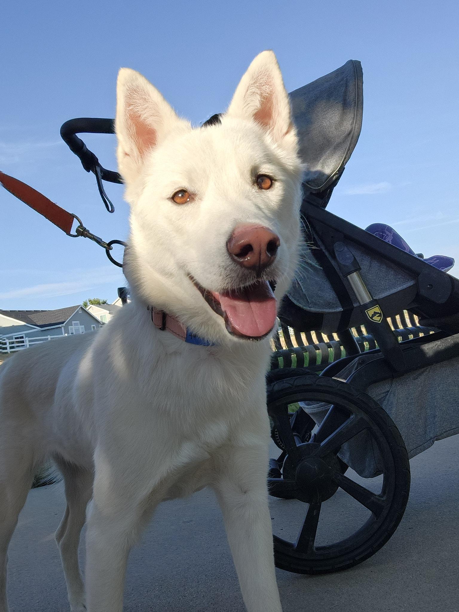 Enlarge Poppy, a Adoptable Siberian Husky in Denver, CO image 3/4