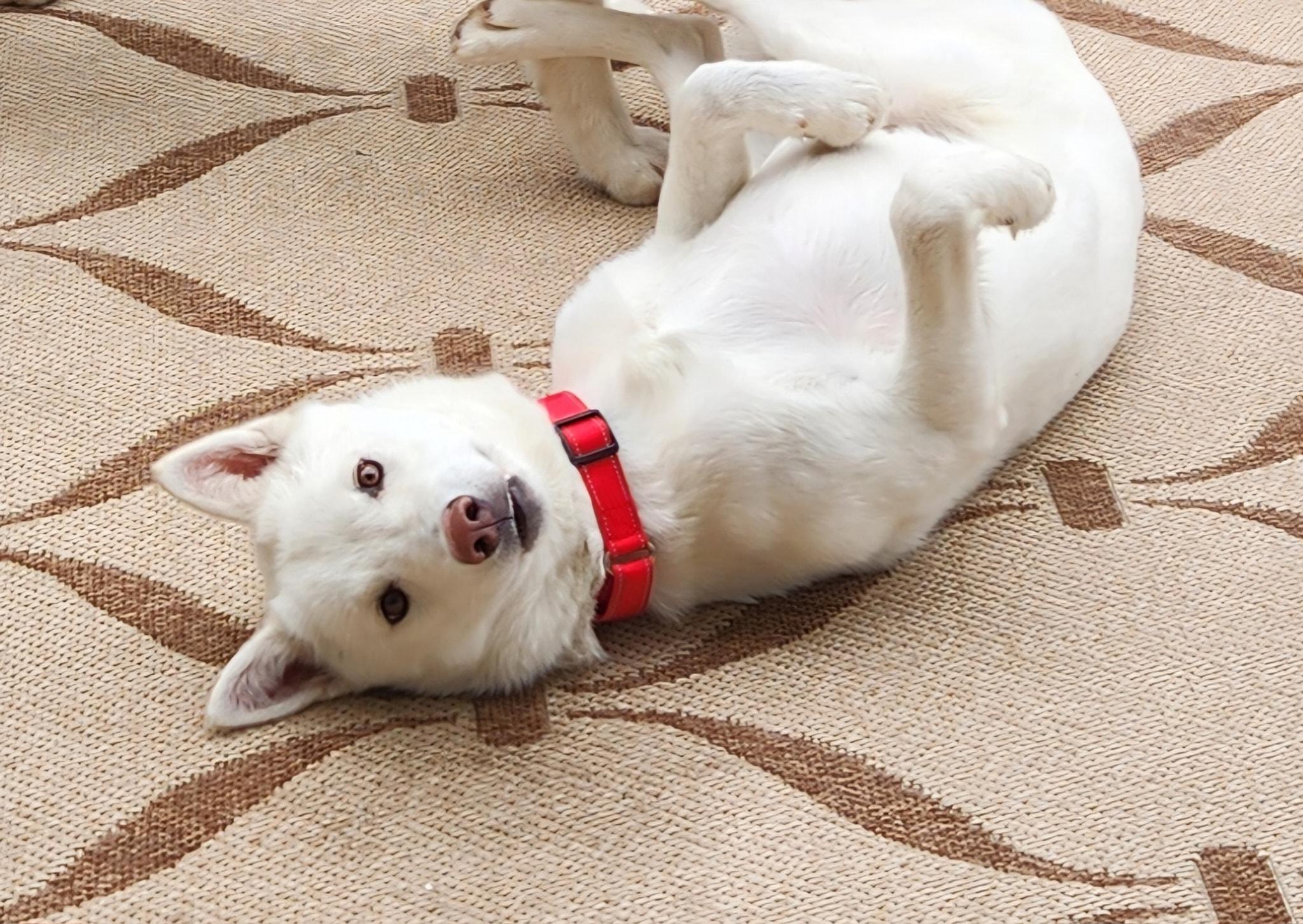 Enlarge Poppy, a Adoptable Siberian Husky in Denver, CO image 4/4