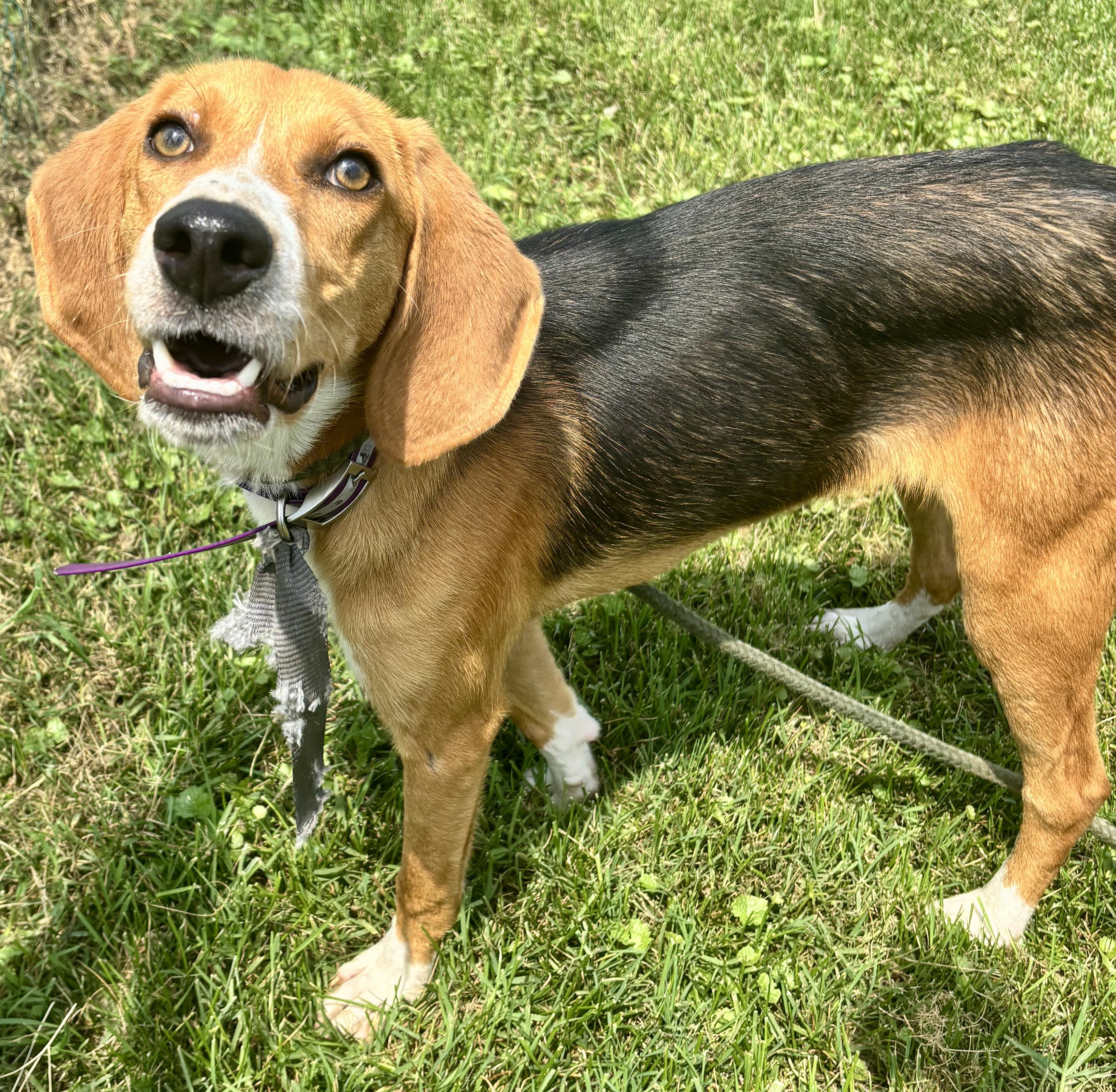 Bo, Adult Female Hound