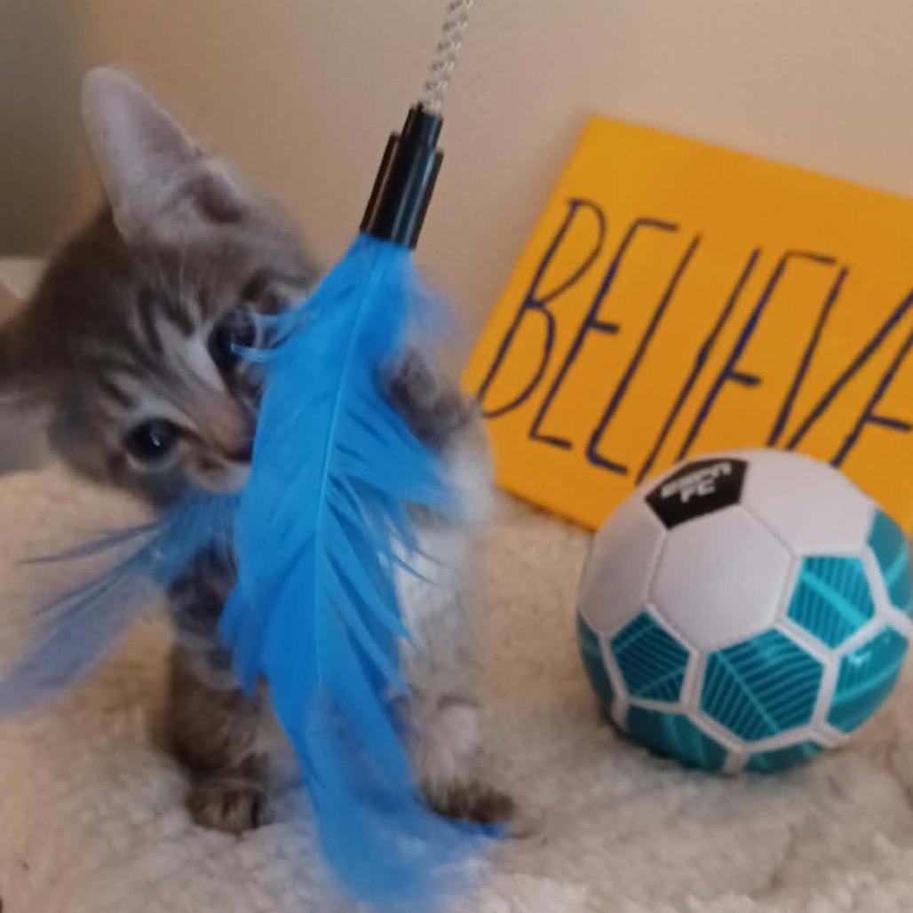 Ted Lasso Family: Roy Kent, Adoptable, Kitten Male Domestic Short Hair.