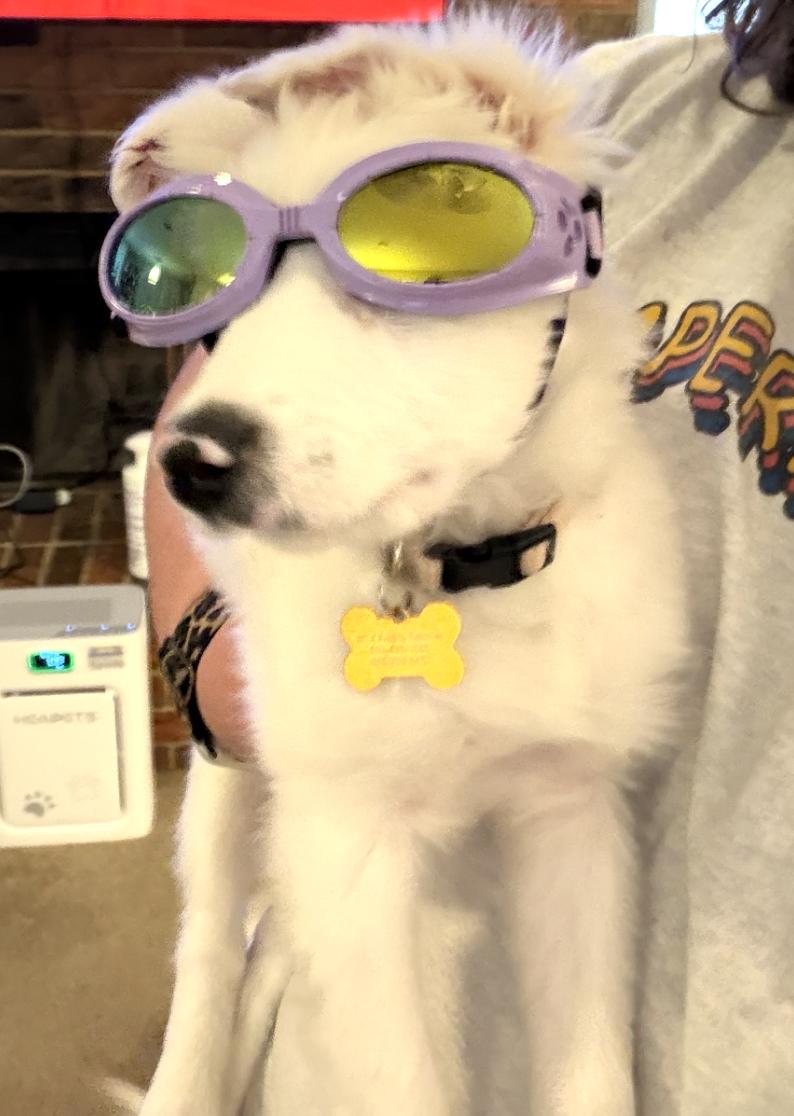 Lottie Pearl (DM), Adoptable, Puppy Female Australian Shepherd.