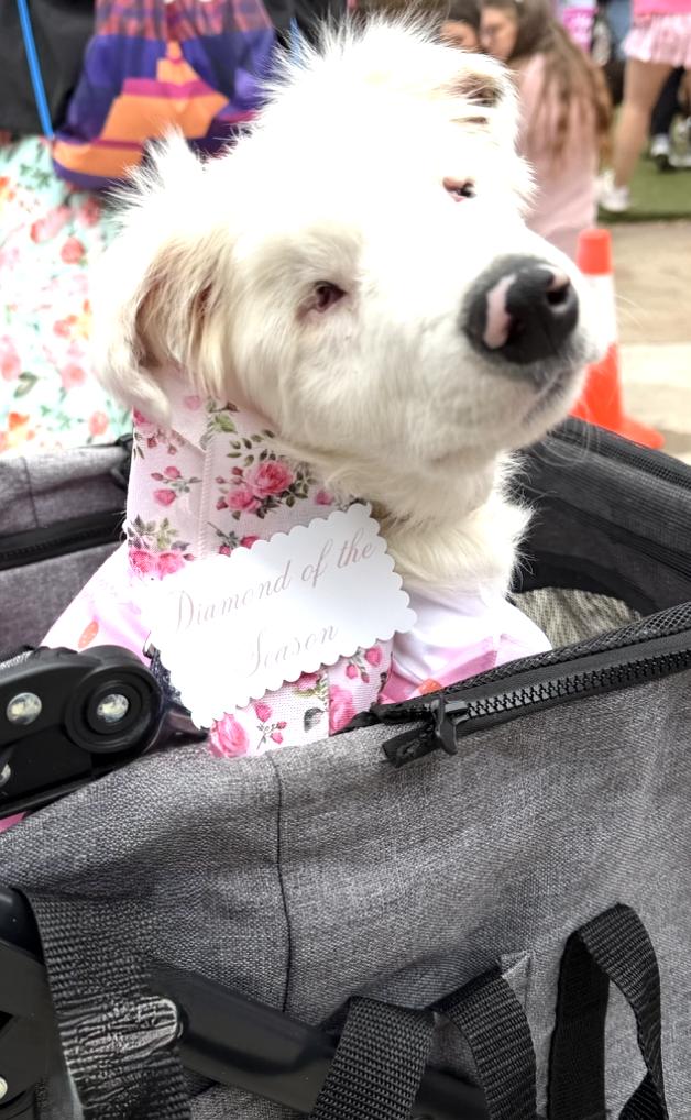 Enlarge Lottie Pearl (DM), a Adoptable Australian Shepherd in Arlington, TX image 2/6