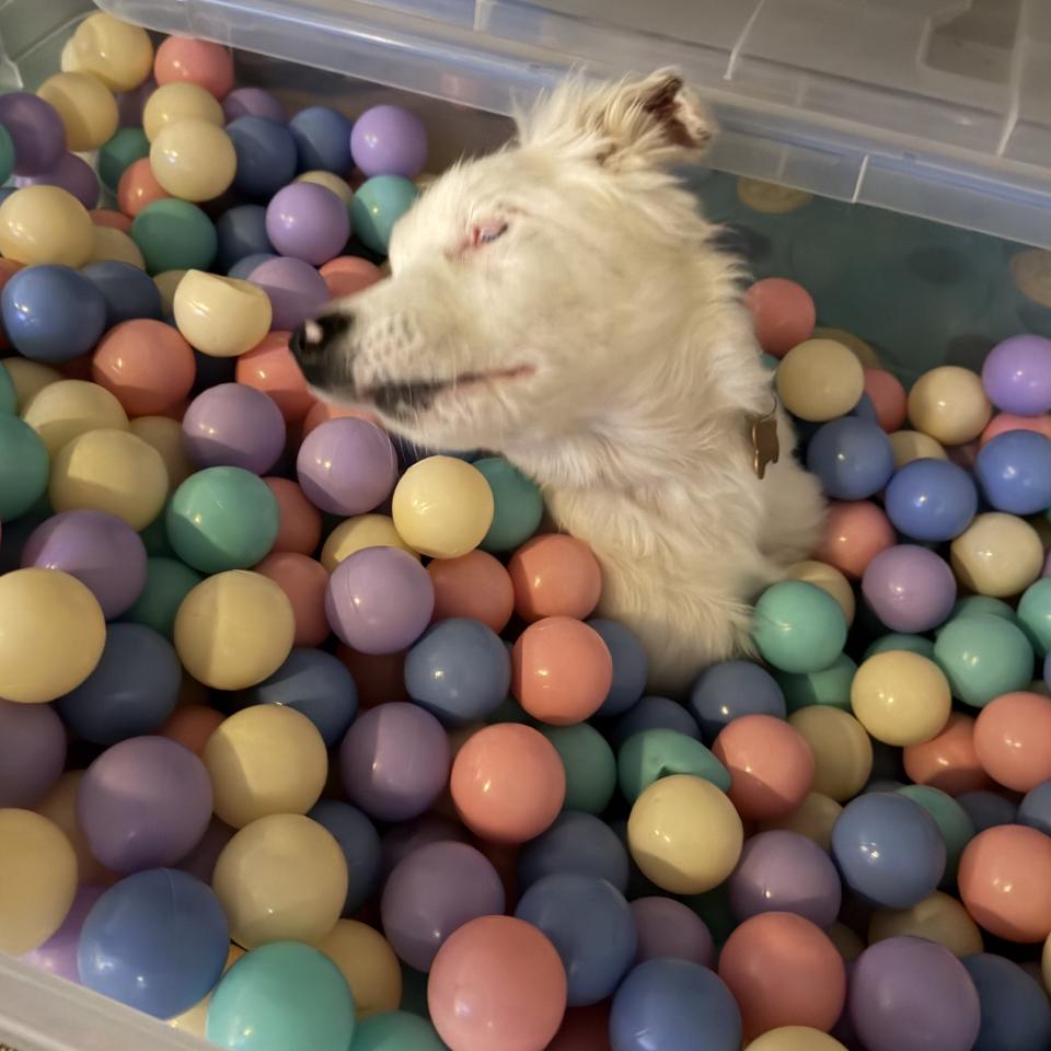 Enlarge Lottie Pearl (DM), a Adoptable Australian Shepherd in Arlington, TX image 3/6