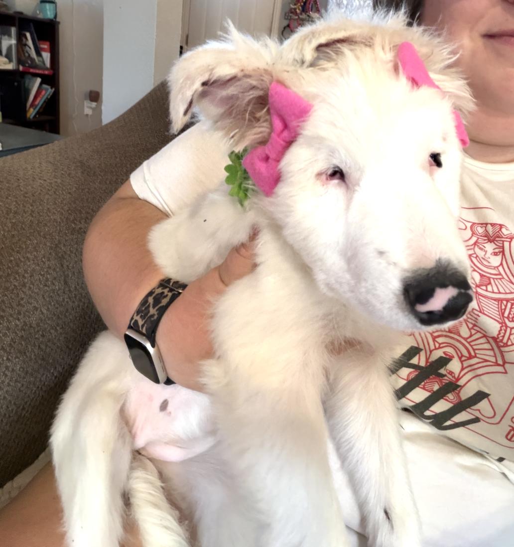 Lottie Pearl (DM), Adoptable, Puppy Female Australian Shepherd.