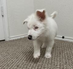 Enlarge Lottie Pearl (DM), a Adoptable Australian Shepherd in Arlington, TX image 4/6