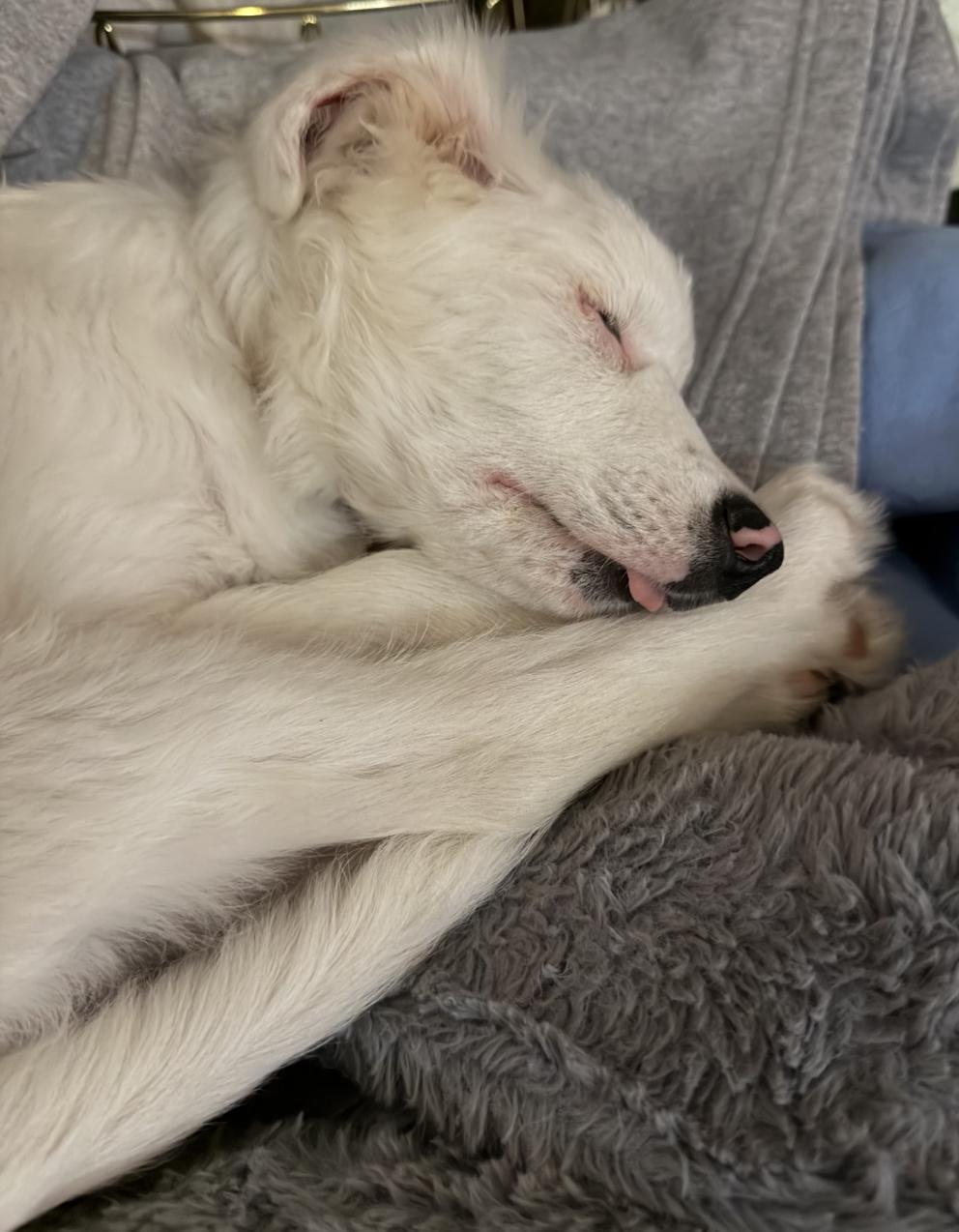 Enlarge Lottie Pearl (DM), a Adoptable Australian Shepherd in Arlington, TX image 6/6