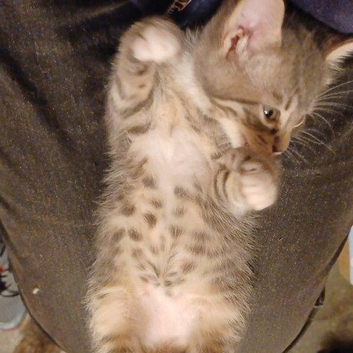 Enlarge Sissy, a Adoptable mixed breed in San Jose, CA image 6/6