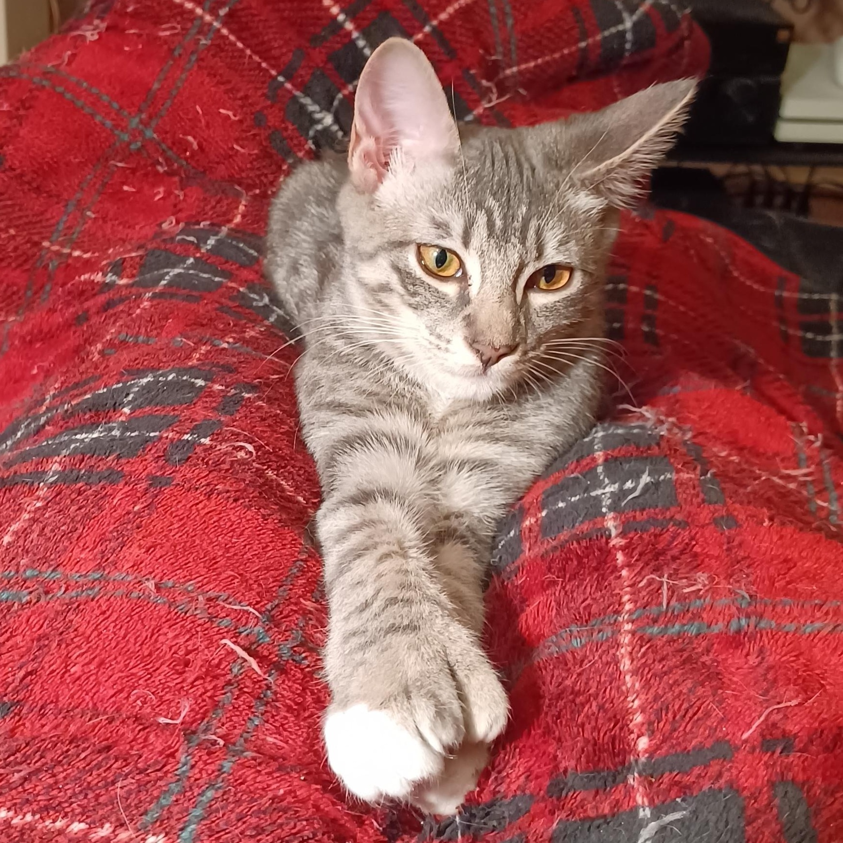 Sissy, Adoptable, Kitten Female Domestic Short Hair & Extra-Toes Cat / Hemingway Polydactyl.