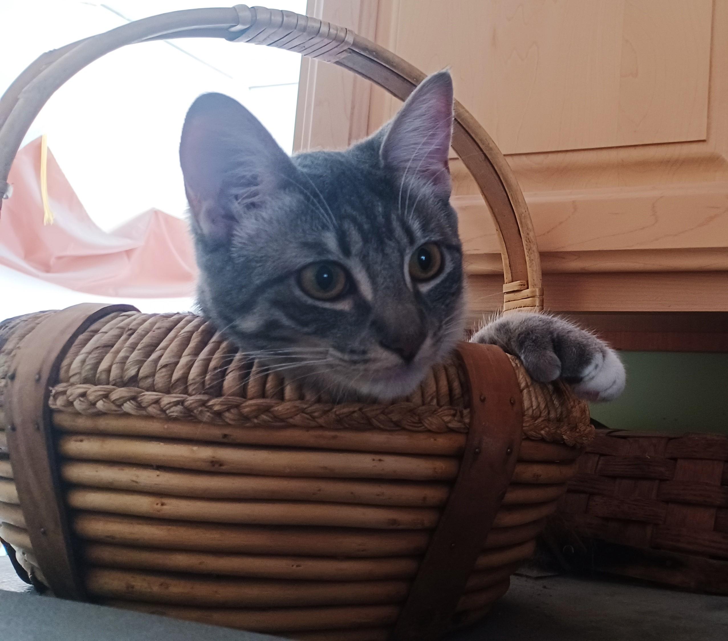 Enlarge Sissy, a Adoptable mixed breed in San Jose, CA image 6/6