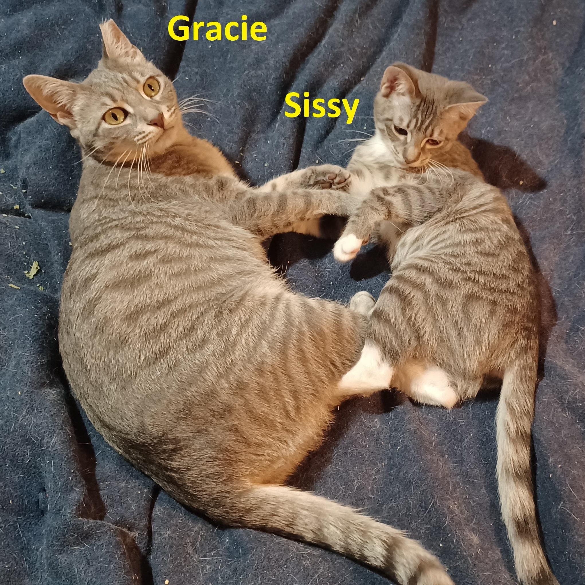 Enlarge Sissy, a Adoptable mixed breed in San Jose, CA image 4/6